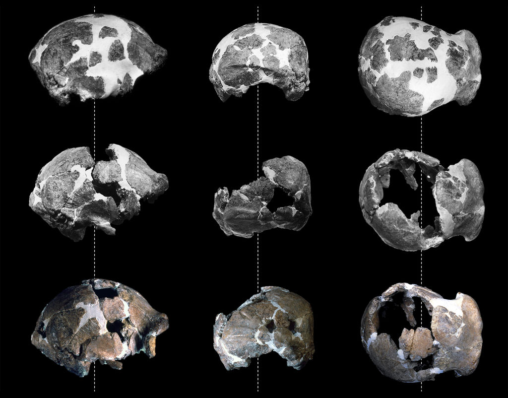 Le tre precedenti ricostruzioni in gesso del cranio di Ceprano