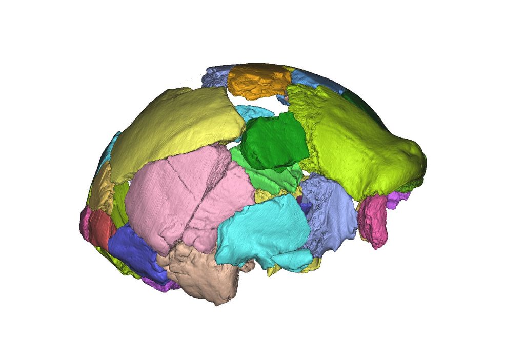 I singoli frammenti del cranio di Ceprano sono stati caratterizzati e separati fra loro grazie alla rimozione digitale del gesso 