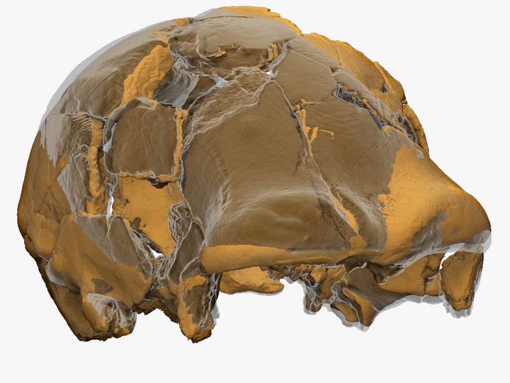 Il cranio di Ceprano,  come appare prima (in trasparenza) e dopo (in solido) la procedura digitale di retrodeformazione