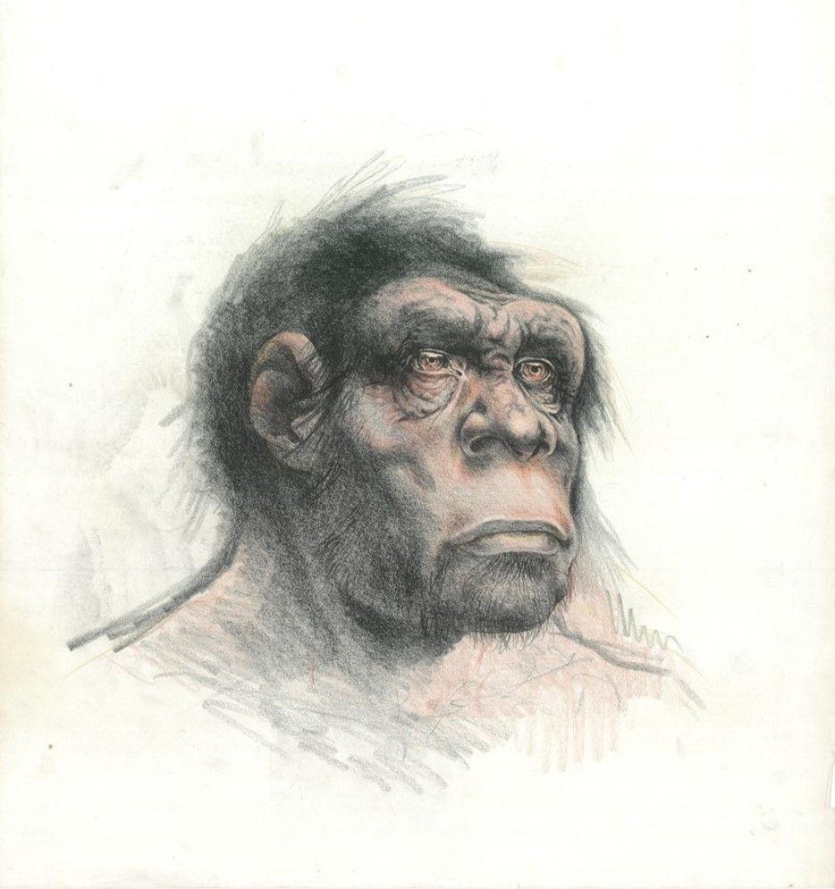 L’artista Carlo Ranzi aveva ricostruito la fisionomia di un ipotetico antenato del Pleistocene Medio, che sorprendentemente ricorda quella dell’uomo di Ceprano