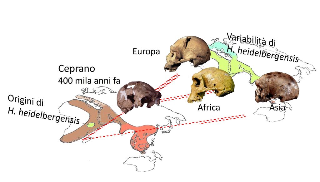 Mappa dell'evoluzione umana