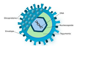 Virus