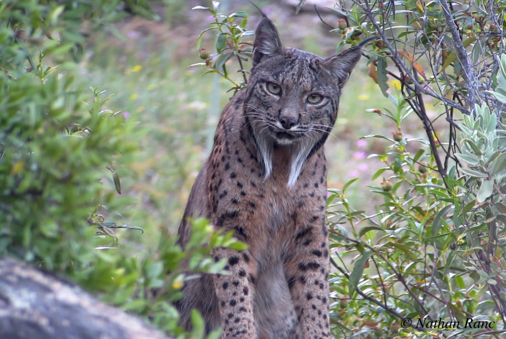 lince pardina 