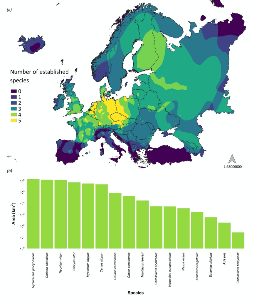 Presenze stabili delle specie studiate in Europa: (a) mappa di calore che mostra la ricchezza in specie nell’area di studio (fonte degli areali alieni: Biancolini et al. 2021); (b) area (scala logaritmica, km2) occupata dalle specie studio. 