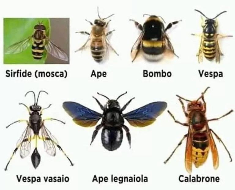 Imenotteri