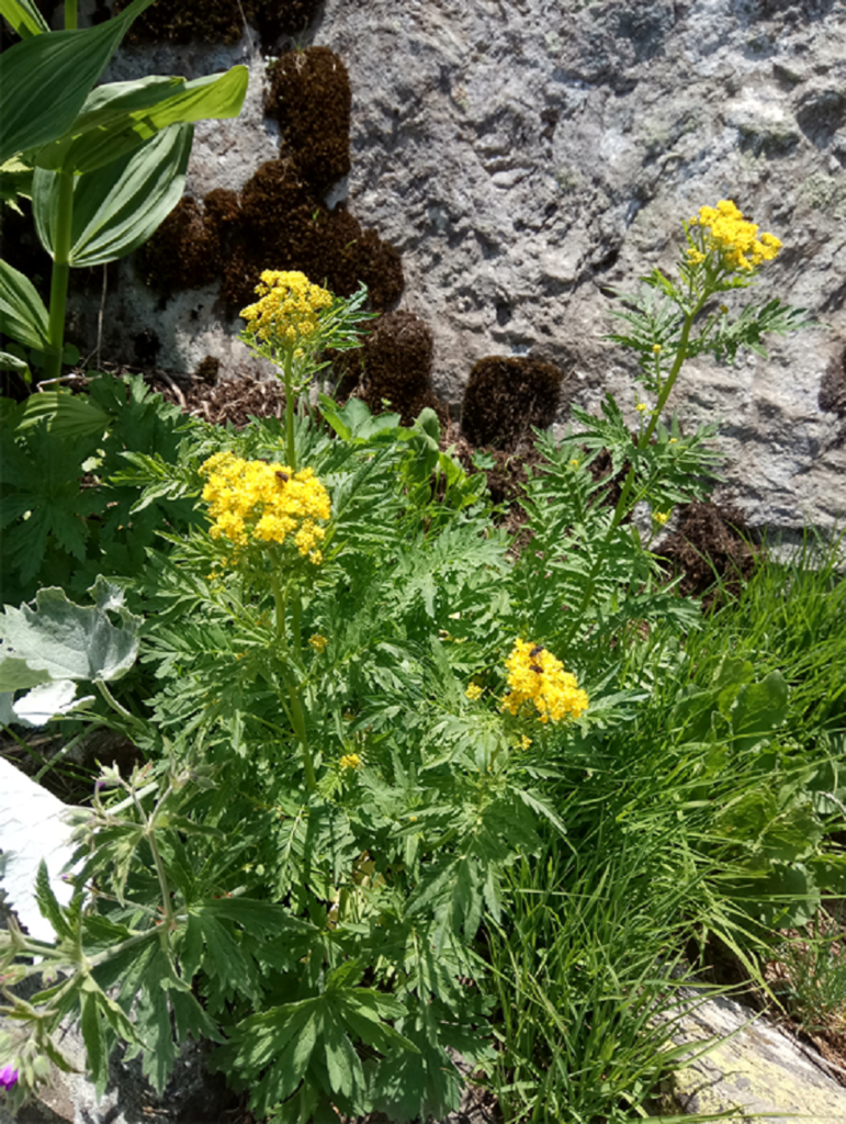 Brassicacea Descurainia tanacetifolia