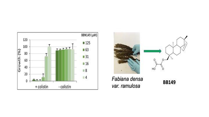 BBN149 estratto da Fabiana ramulosa
