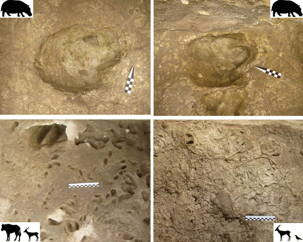 Impronte fossili animali