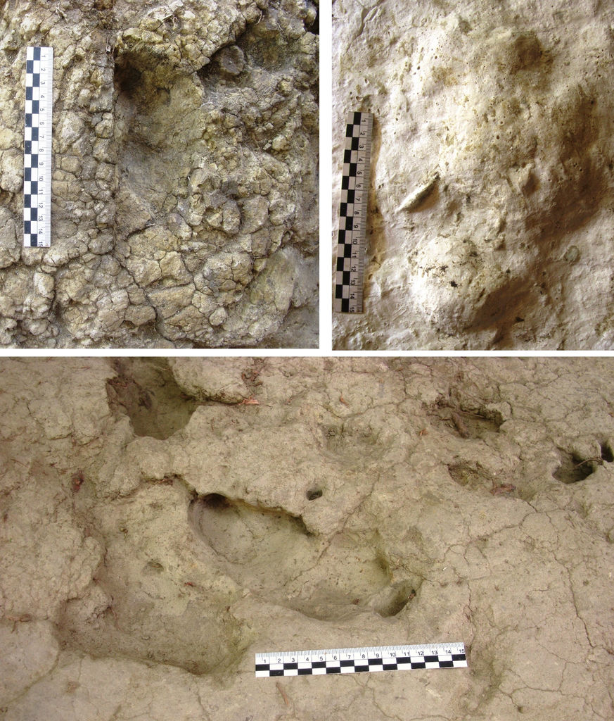 Impronte fossili umane