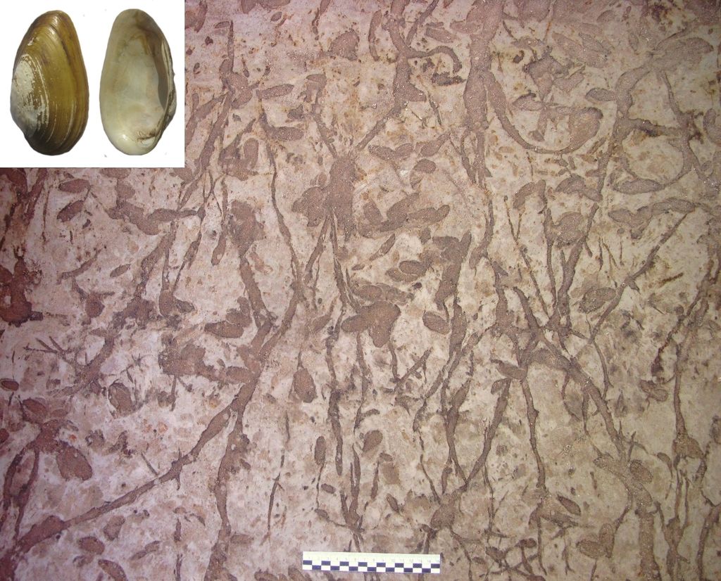 Impronte fossili molluschi