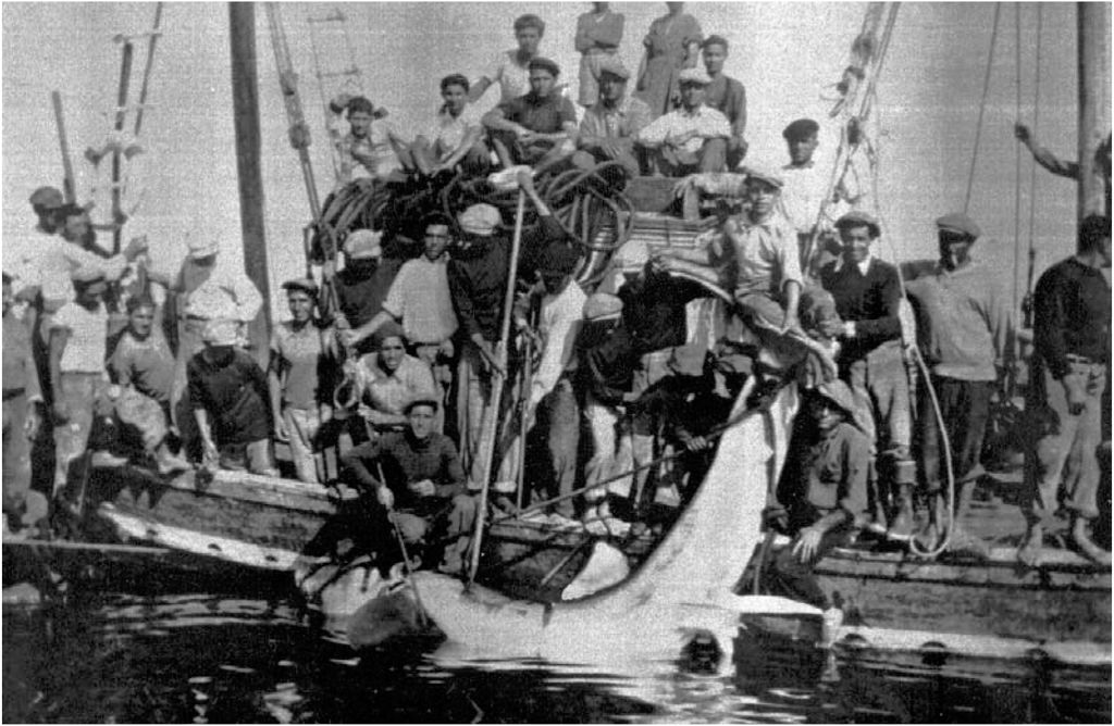 Foto storica di una cattura di squalo bianco nel 1937 presso la tonnara di Marzamemi. La foto è stata inserita nel lavoro Celona, A. (2002). Due catture di squalo bianco, Carcharodon carcharias (Linnaeus, 1758) avvenute nelle acque di Marzamemi (Sicilia) negli anni 1937 e 1964 (Two captures of a great white shark, Carcharodon carcharias (Linnaeus, 1758) in the Marzamemi waters (Sicily)). In Annales Ser. hist. nat (Vol. 12, pp. 207-210);