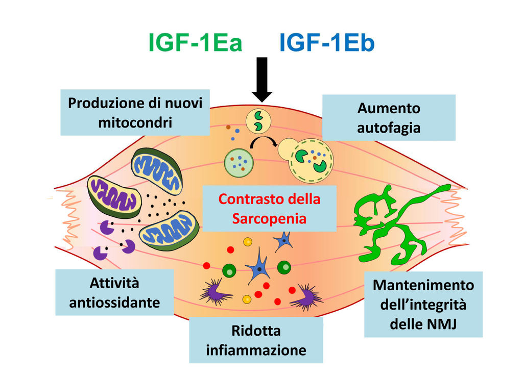 Meccanismo molecole IGF-1Ea e IGF-1Eb