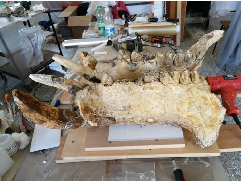 Lavori di restauro del cranio di ippopotamo proveniente da Cava Montanari
