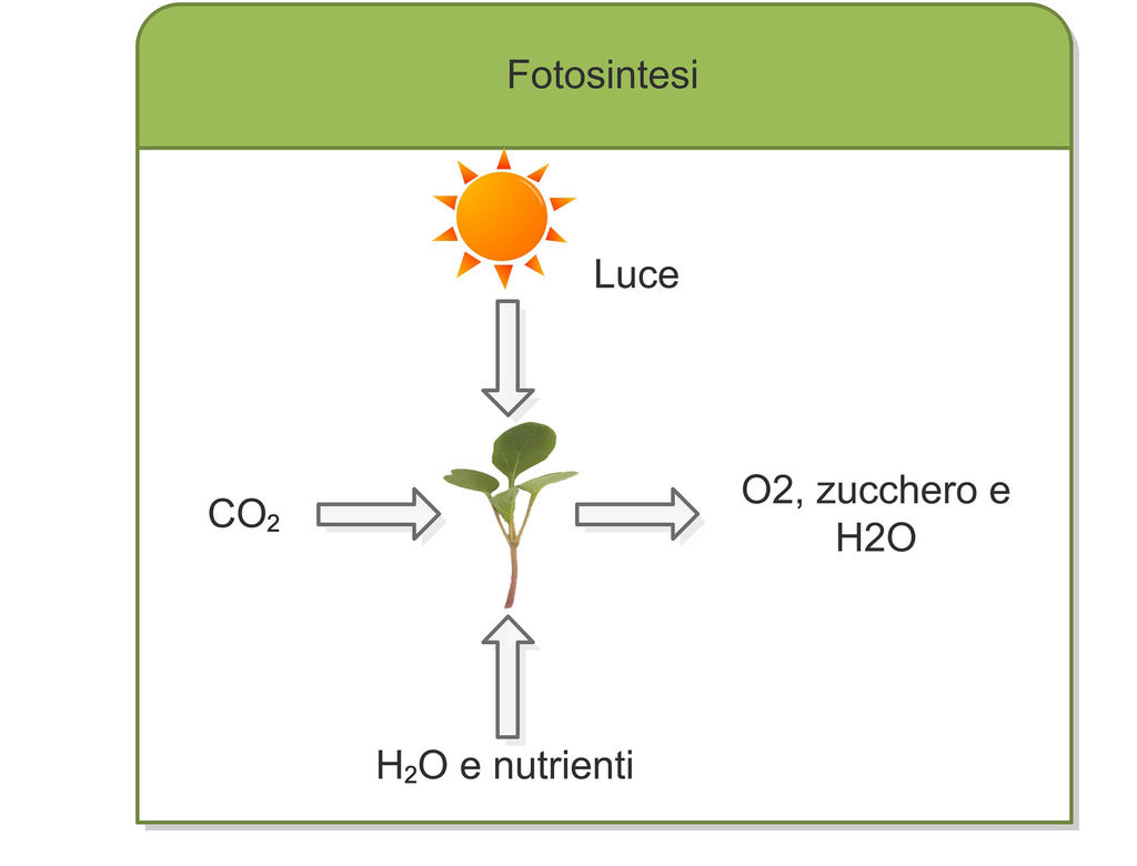 schema fotosintesi di GREENCUBE