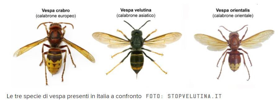 Le vespe