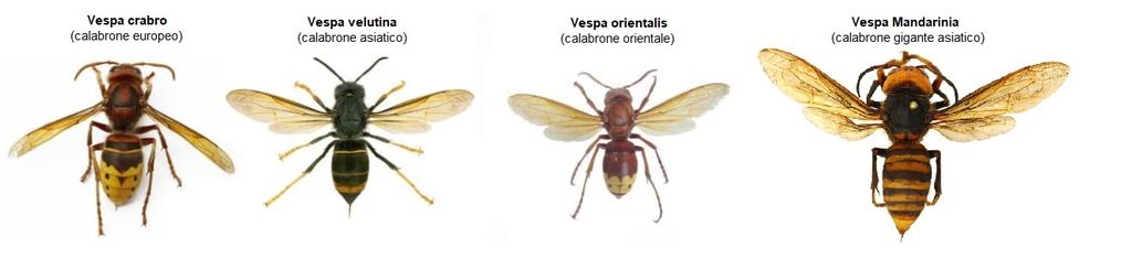vespe