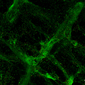 neuroni