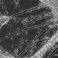 neuroni