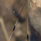 Halter halteratus