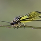 Libelloides latinus