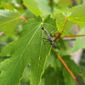 ammophila_1