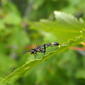 ammophila_2