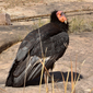 Condor California