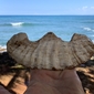 Caraibi
