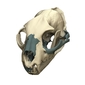 Digitally restored skull