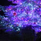 dettaglio dell'albero di Natale - Foto di Barbara Sabatini