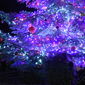 dettaglio dell'albero di Natale - Foto di Barbara Sabatini