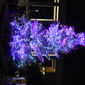 Albero di natale illuminato - Foto di Barbara Sabatini