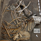 Resti elefante Pleistocene 