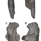 Ulna di Agriotherium 