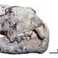 fossile