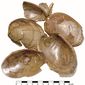 Conchiglie nilotiche provenienti dall'Egitto rinvenute nel quartiere residenziale dell'Area F (Bronzo Antico II, 3000-2800 a.C.)