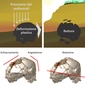 La deformazione del cranio causata dalla pressione dei sedimenti 