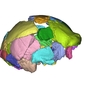 I singoli frammenti del cranio di Ceprano sono stati caratterizzati e separati fra loro grazie alla rimozione digitale del gesso 