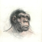 L’artista Carlo Ranzi aveva ricostruito la fisionomia di un ipotetico antenato del Pleistocene Medio, che sorprendentemente ricorda quella dell’uomo di Ceprano