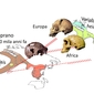 Mappa dell'evoluzione umana