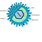 Virus