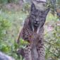 lince pardina 