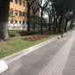 Viale
