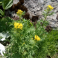 Brassicacea Descurainia tanacetifolia