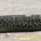 Lucertola di Lataste 