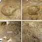 Impronte fossili animali