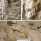 Impronte fossili umane