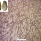 Impronte fossili molluschi