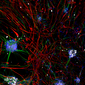 neuroni