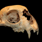 Skull Lynx